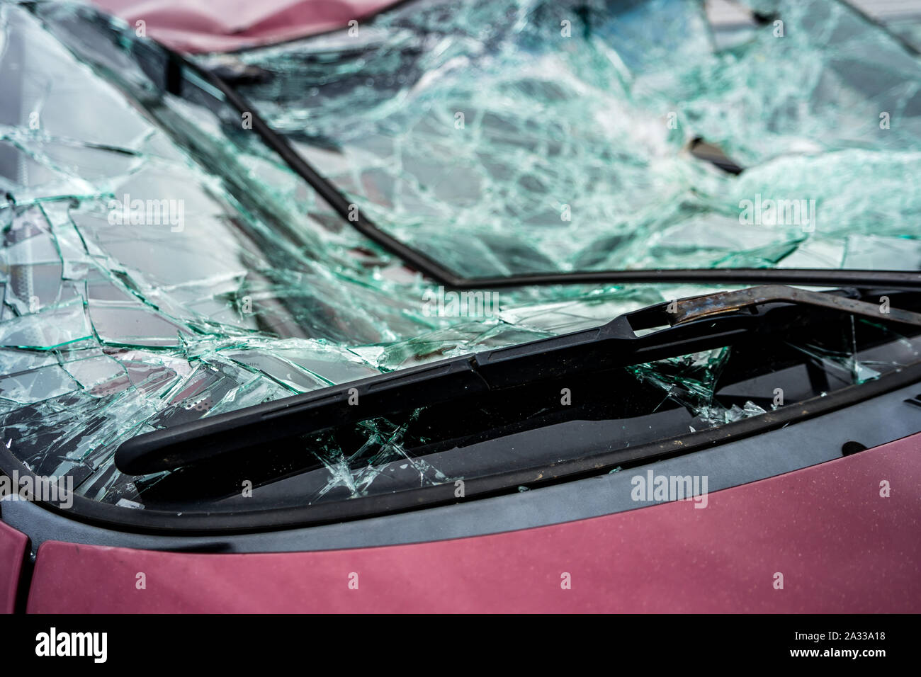 Parabrezza Wildlife incidente Foto Stock