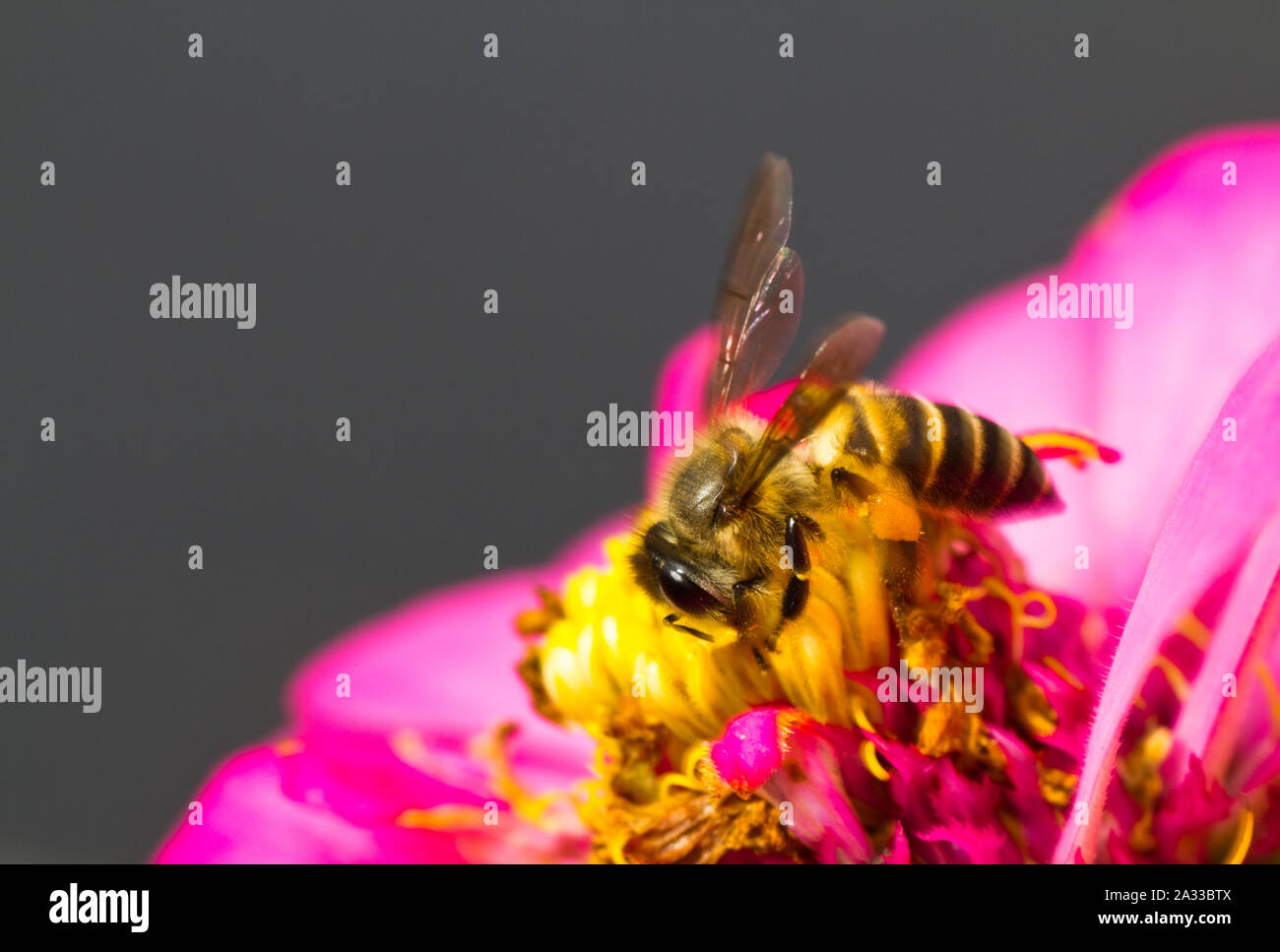 Busy bee è occupato di impollinare i fiori in estate la luce Foto Stock