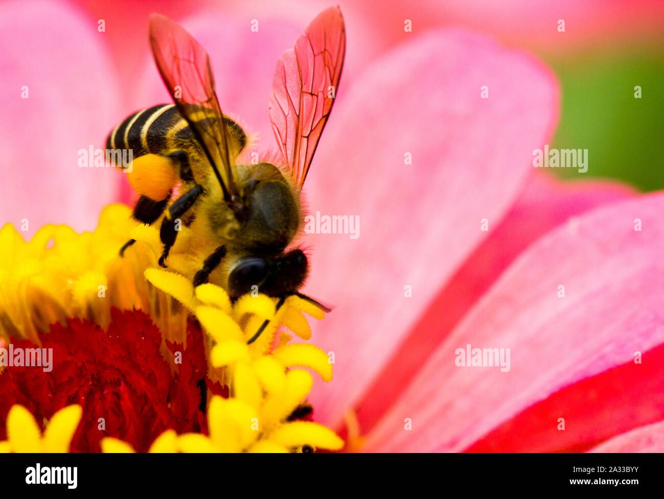 Busy bee è occupato di impollinare i fiori in estate la luce Foto Stock