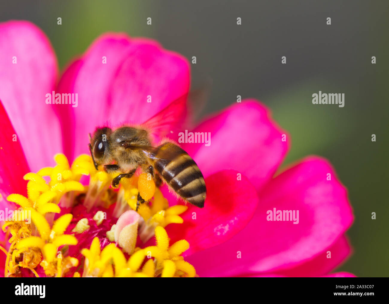 Busy bee è occupato di impollinare i fiori nel giardino Foto Stock