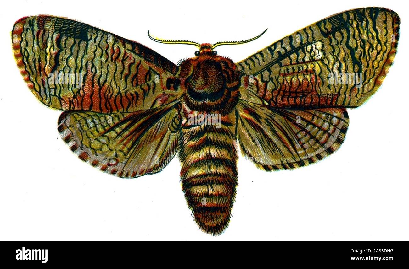 F Nemos OBA cossus Cossus. Foto Stock