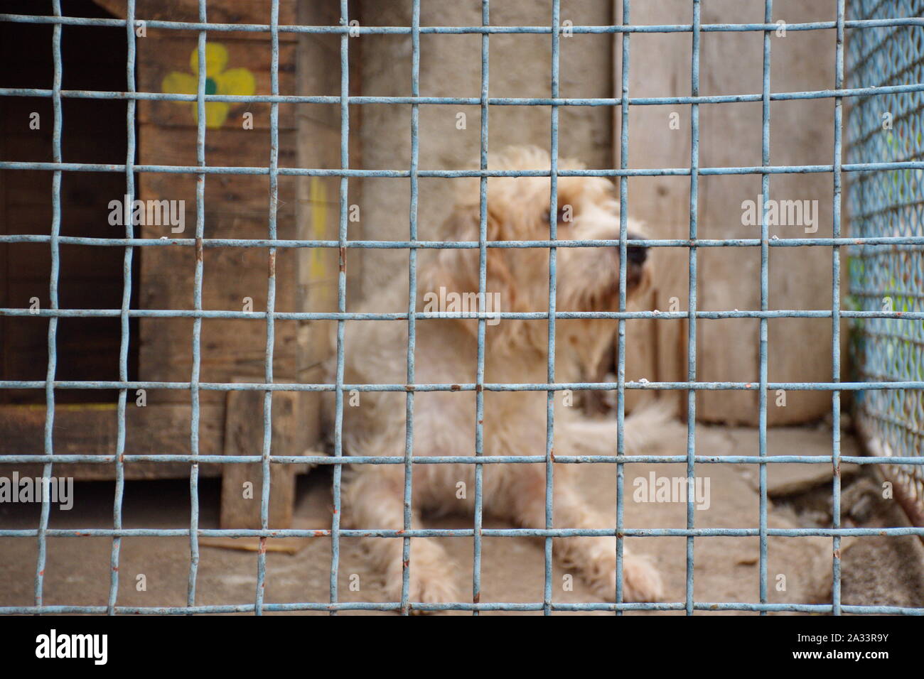 Stray dog coricato nel riparo dietro la griglia della gabbia Foto Stock