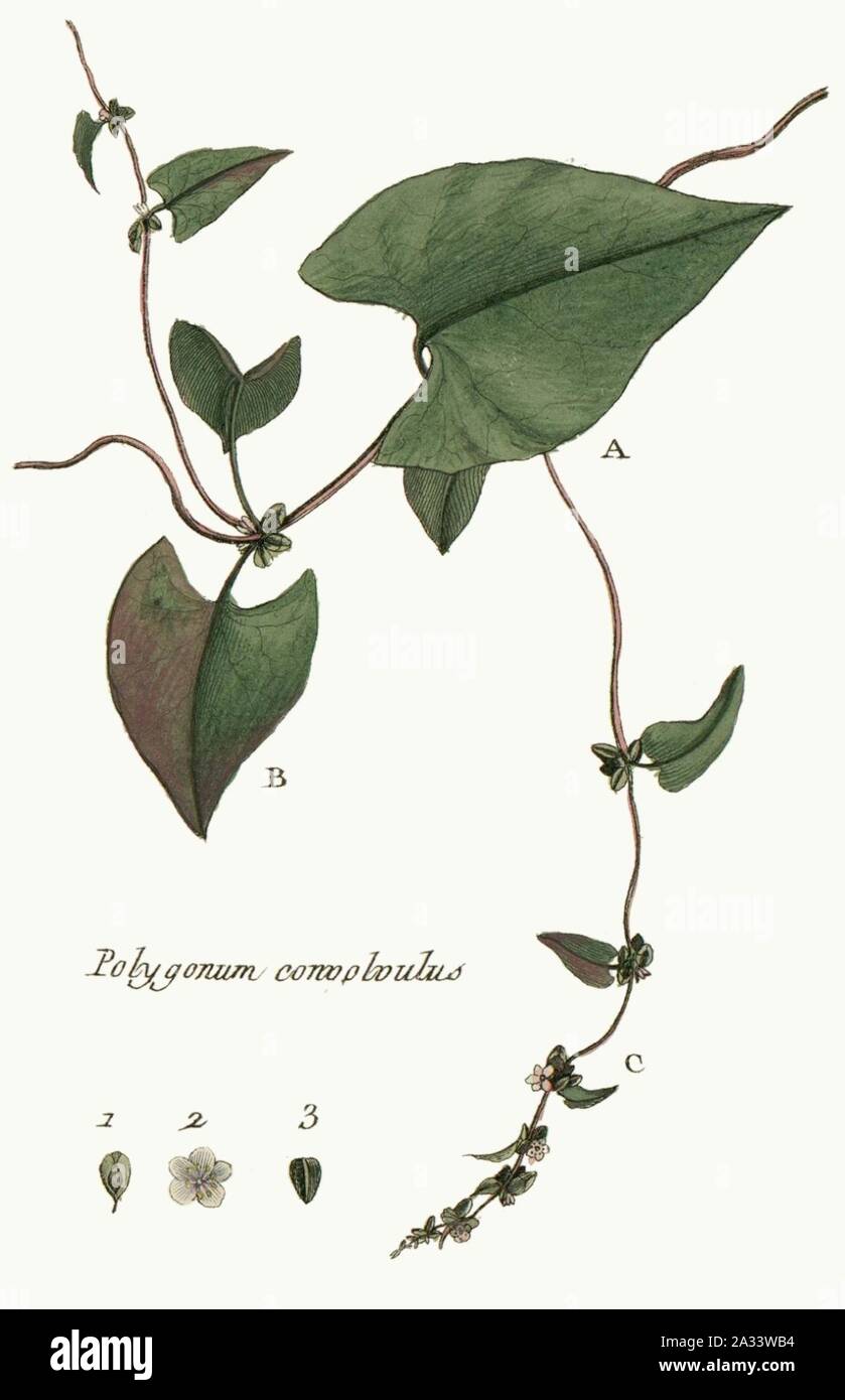 Fallopia convolvulus - Flora Parisiensis - vol. 6 - t. 475. Foto Stock