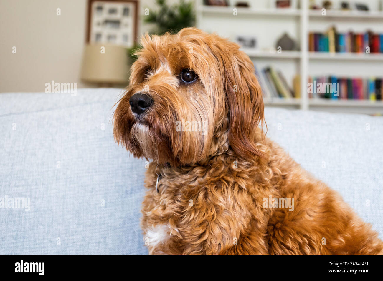 Close up di un simpatico cane Cockapoodle Foto Stock
