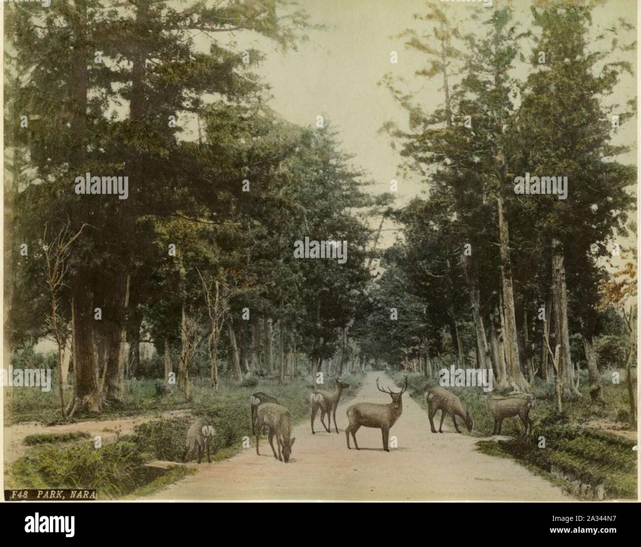 Farsari, Adolfo (1841-1898) - F48 - Parco, Foto Stock