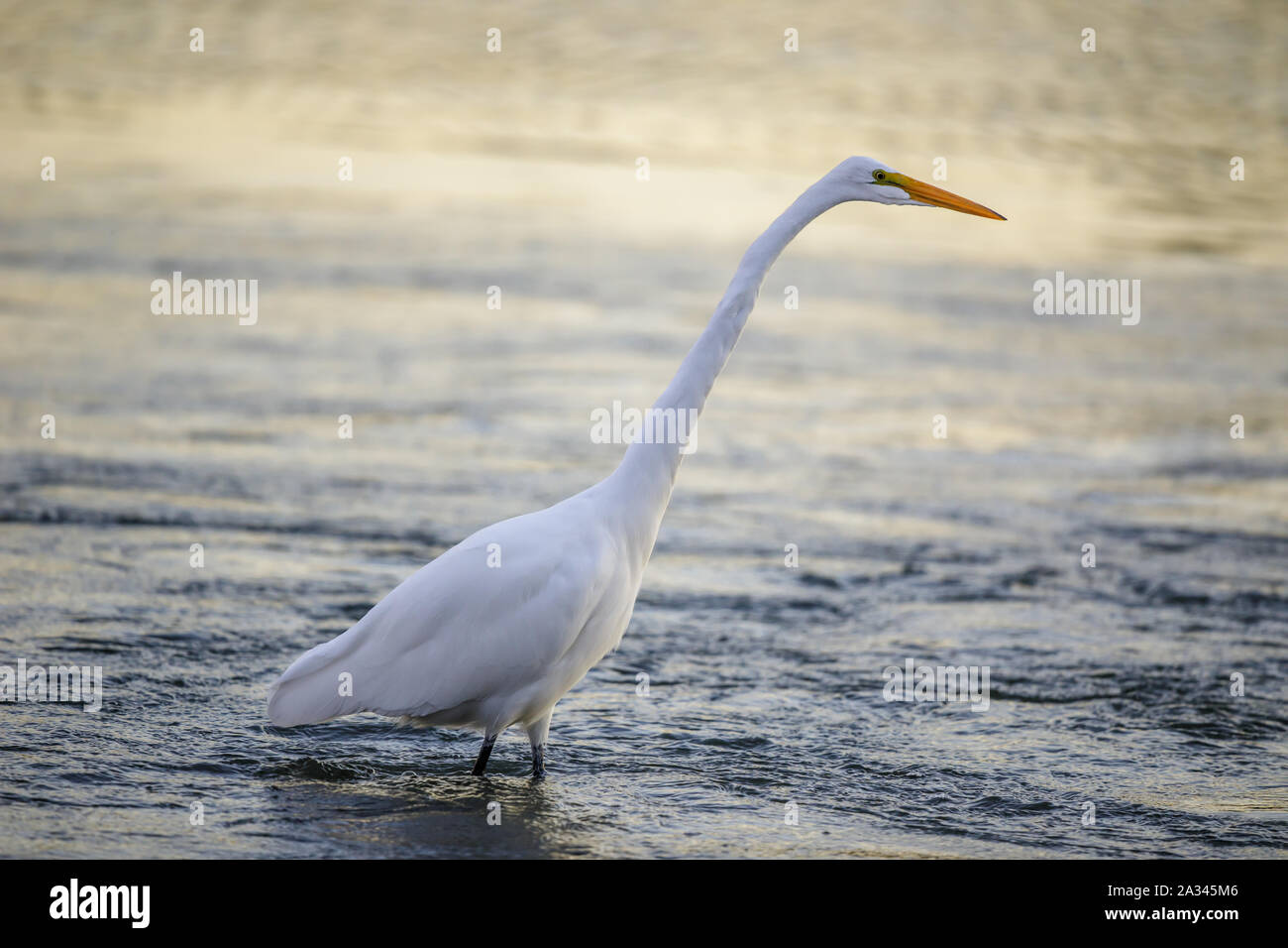 Grande Heron trampolieri e pesca. Foto Stock