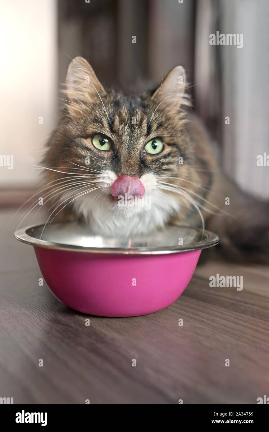 Funny tabby tat seduto accanto a una ciotola di cibo, posto sul pavimento e spuntavano lingua. Foto Stock