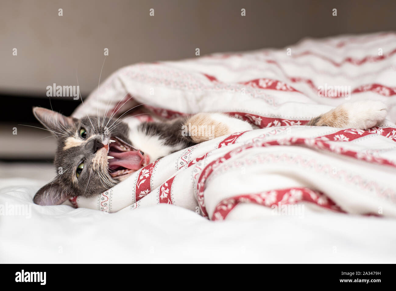 Cute cat giacenti nel letto sotto le coperte e sbadigli. Close-up. Foto Stock