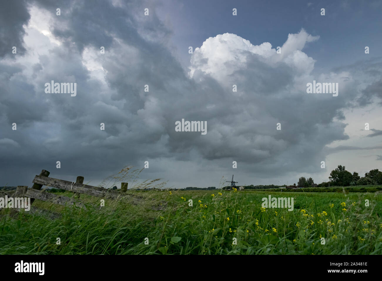 Stormclouds raccogliere oltre l'ampia e aperta campagna olandese. Visualizzazione classica di un recinto, di fiori e di un mulino a vento in distanza. Foto Stock