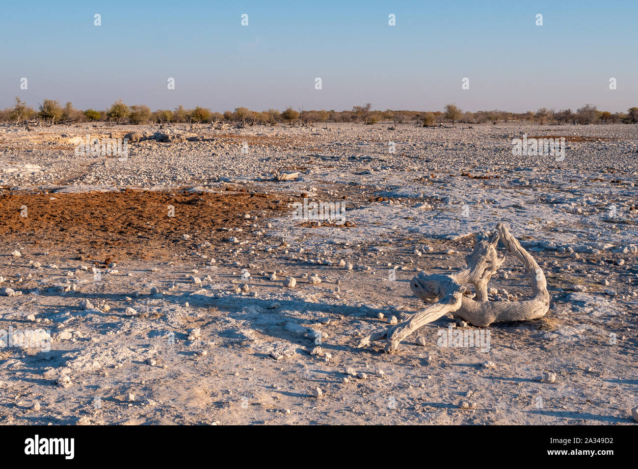 Rocciosi paesaggi africani con imbianchiti, Bianco, legno essiccato in Etosha National Park, Namibia, Africa Foto Stock