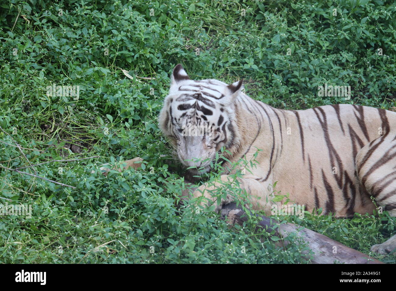 Chiudere il bianco tigre siberiana in appoggio sul legno.. - Immagine Foto Stock