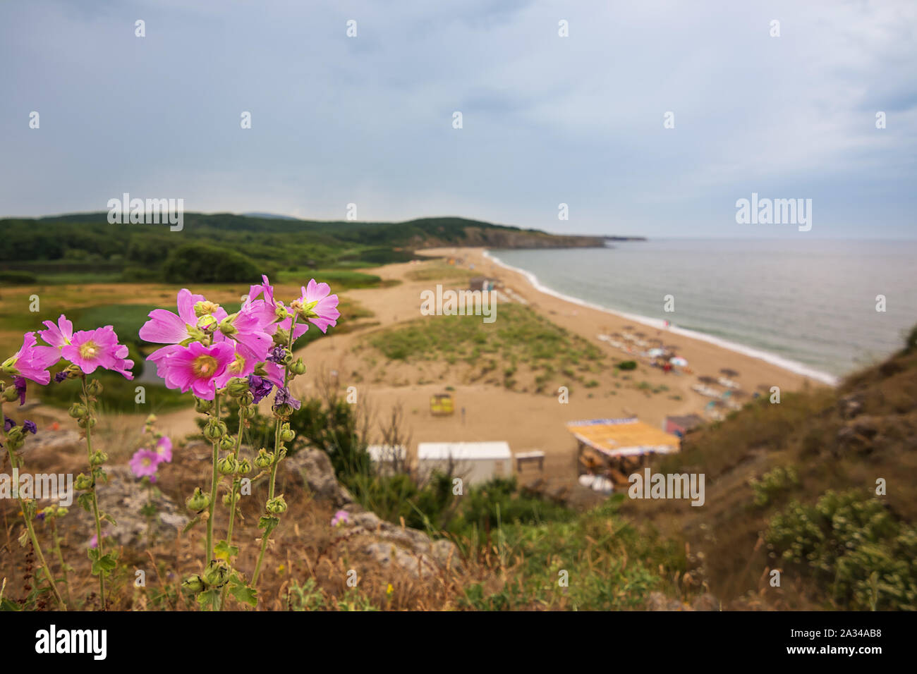 Fiori lilla e fuori fuoco di una spiaggia di sabbia sul mar nero Foto Stock