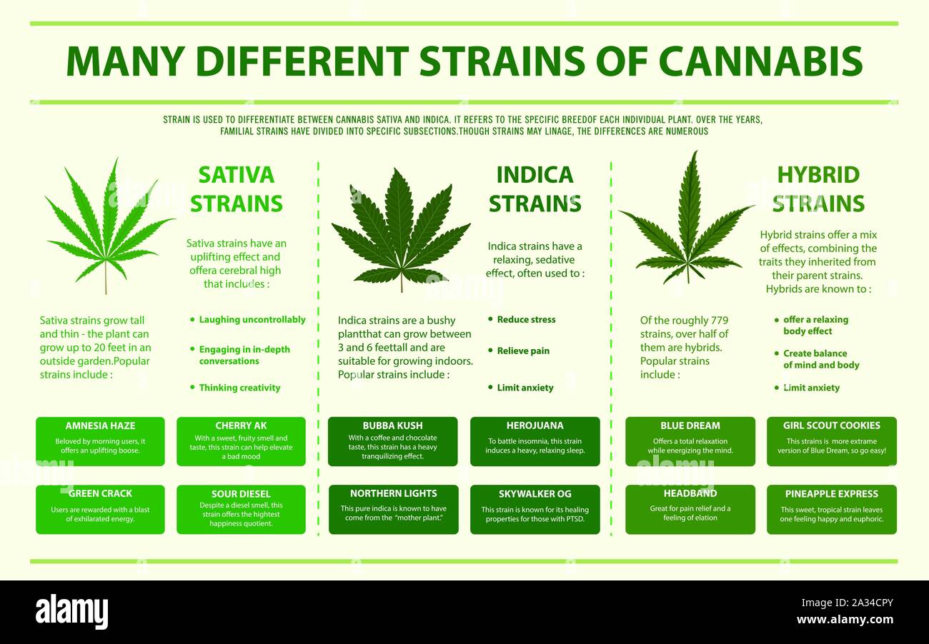 Molti ceppi differenti di Cannabis infografico orizzontale illustrazione sulla cannabis come medicina di erbe, la sanità e la scienza medica vettore. Illustrazione Vettoriale