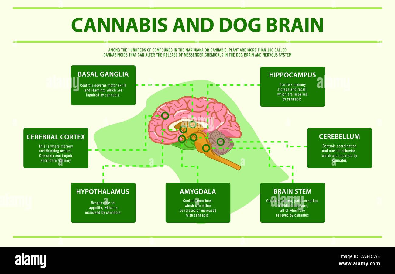 La Cannabis e il cervello del cane ed infografico orizzontale illustrazione circa la cannabis come alternativa a base di erbe della medicina, sanità e la scienza medica vettore. Illustrazione Vettoriale