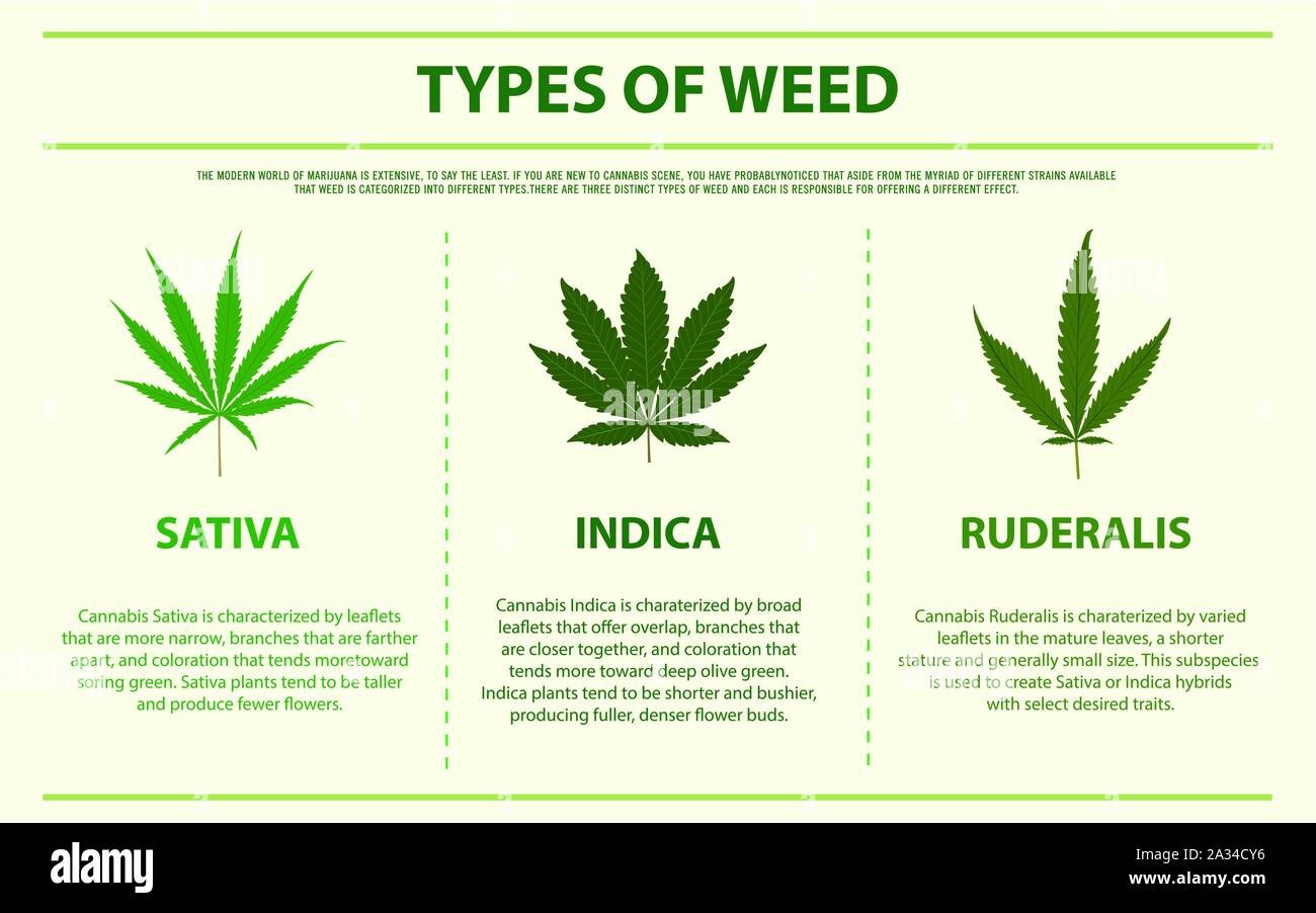 Tipi di erbaccia infografico orizzontale illustrazione circa la cannabis come alternativa a base di erbe della medicina, sanità e la scienza medica vettore. Illustrazione Vettoriale