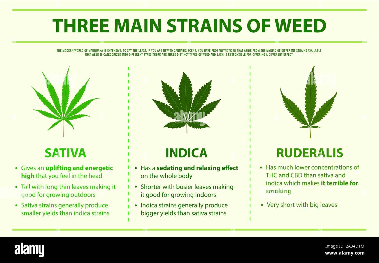 Tre principali ceppi di erbaccia infografico orizzontale illustrazione circa la cannabis come alternativa a base di erbe della medicina, sanità e la scienza medica vettore. Illustrazione Vettoriale