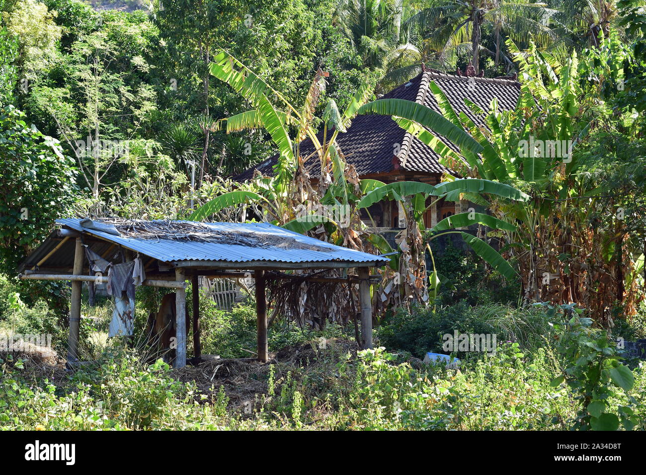 Fattoria mucca riparo fatto di poli di bambù con lamiera ondulata tetto tra vegetazione tropicale con prevalente di piante di banana in Bali orientale. Foto Stock