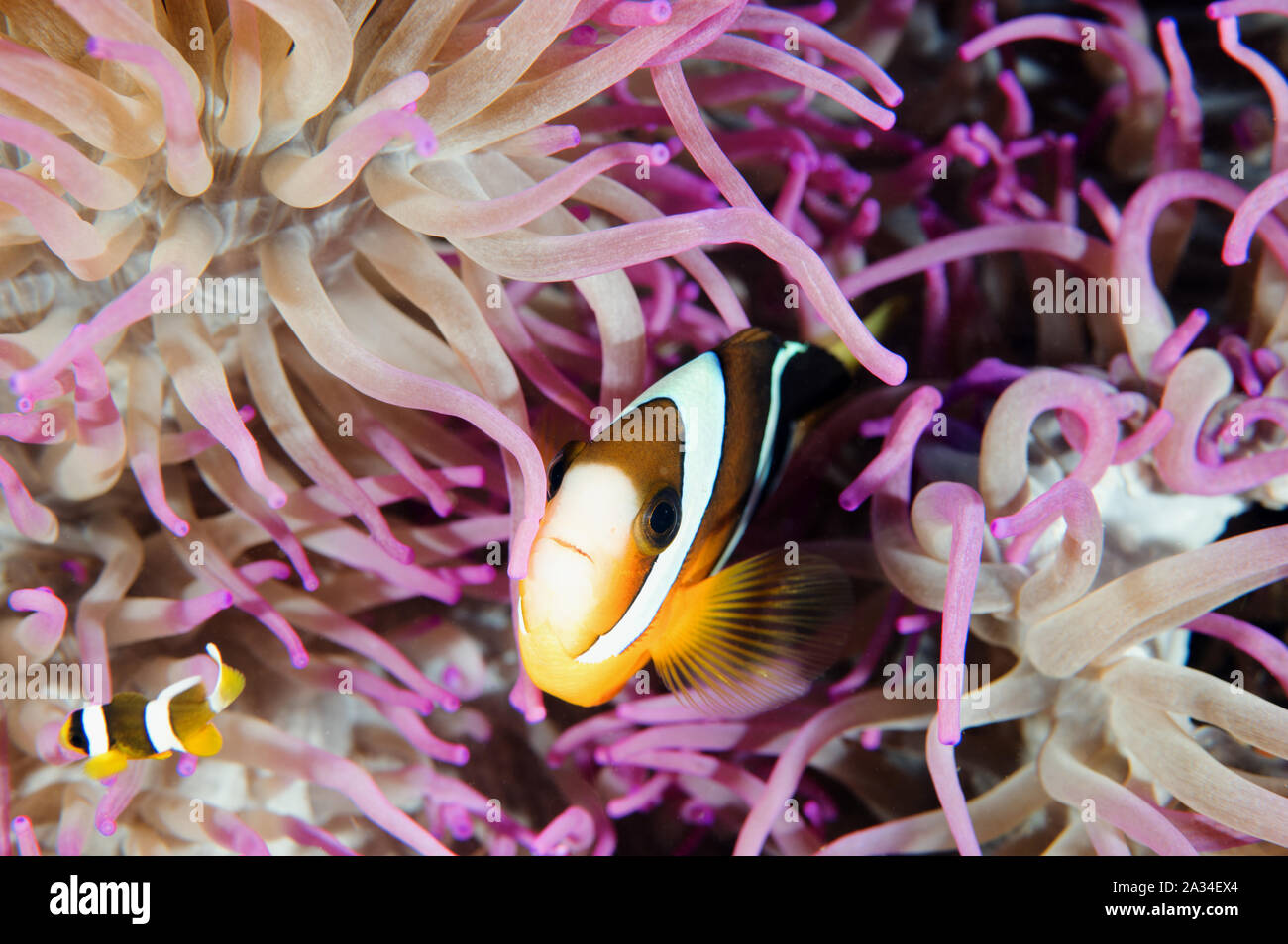 Clark, anemonefish Amphiprion clarkii, Sulawesi Indonesia. Foto Stock