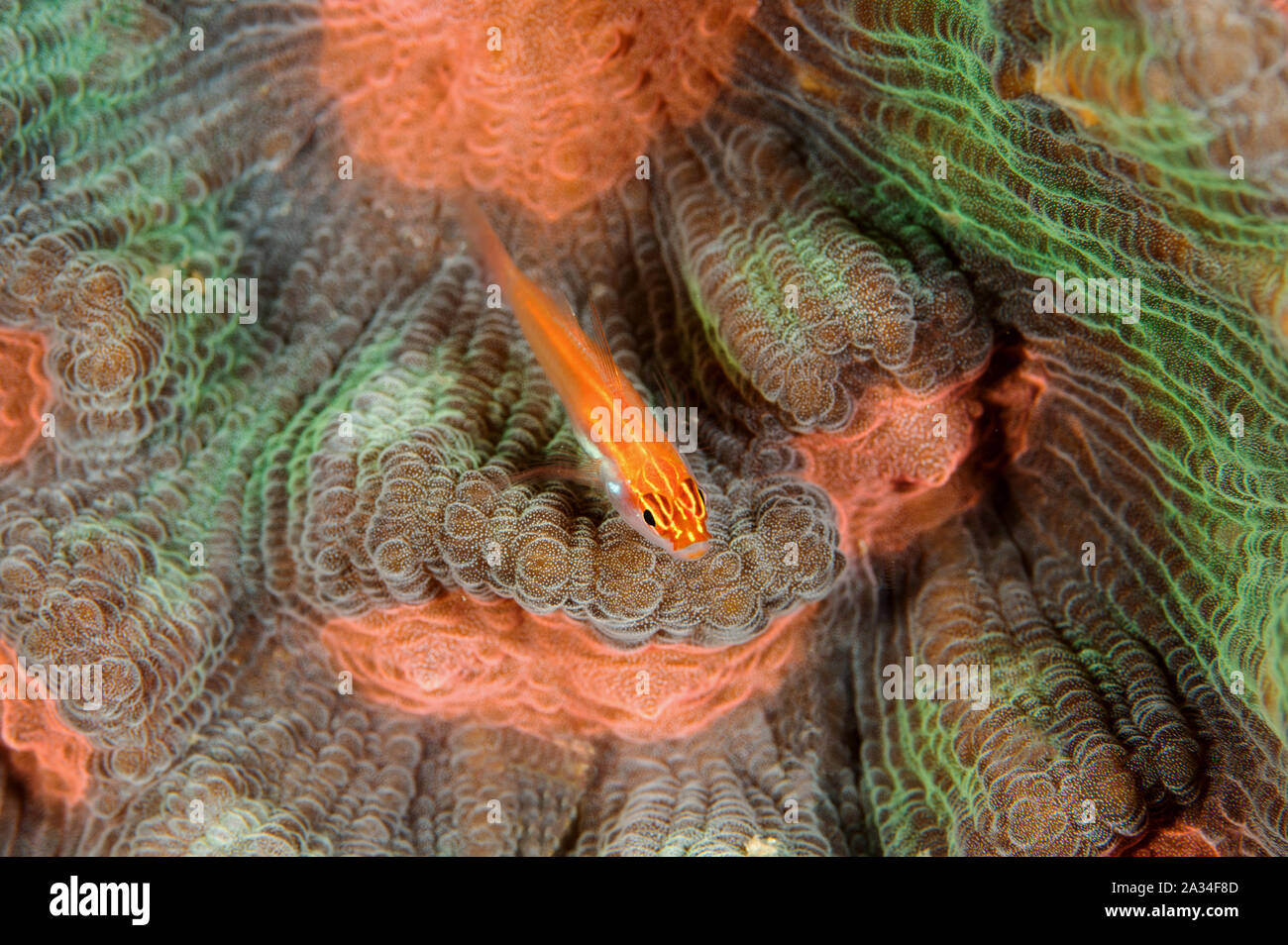 Neon, dwarfgoby Eviota atriventris, su un disco di corallo, Mycedium elephantotus Sulawesi, Indonesia. Foto Stock