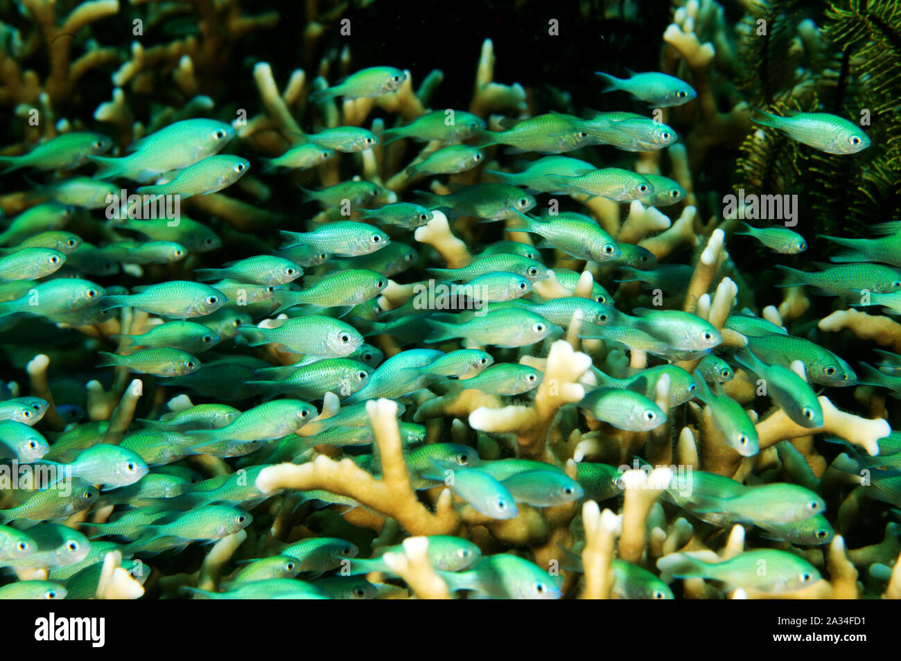 I capretti Blue damigelle, Chromis viridis, rifugiandosi tra fuoco rami di corallo, Sulawesi Indonesia. Foto Stock