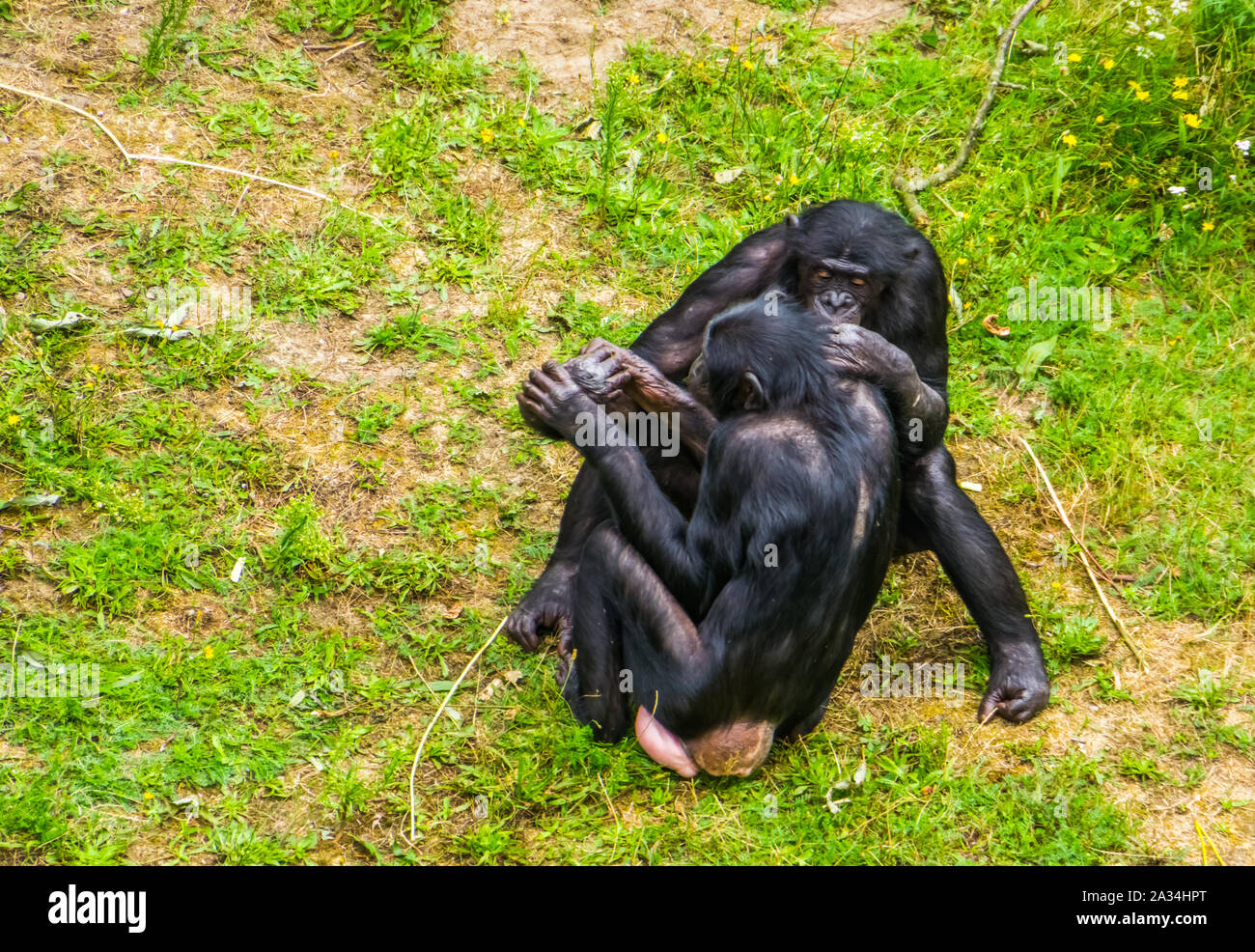 Bonobo giovane seduto vicino insieme, sociale e intimo umano comportamento ape, minacciate specie di primati dall'Africa Foto Stock