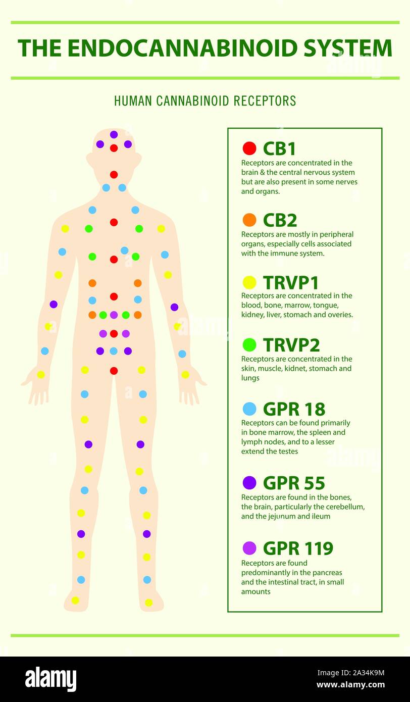 Sistema degli endocannabinoidi e recettori umani infografico verticale illustrazione sulla cannabis come medicina di erbe, la sanità e la scienza medica vettore. Illustrazione Vettoriale
