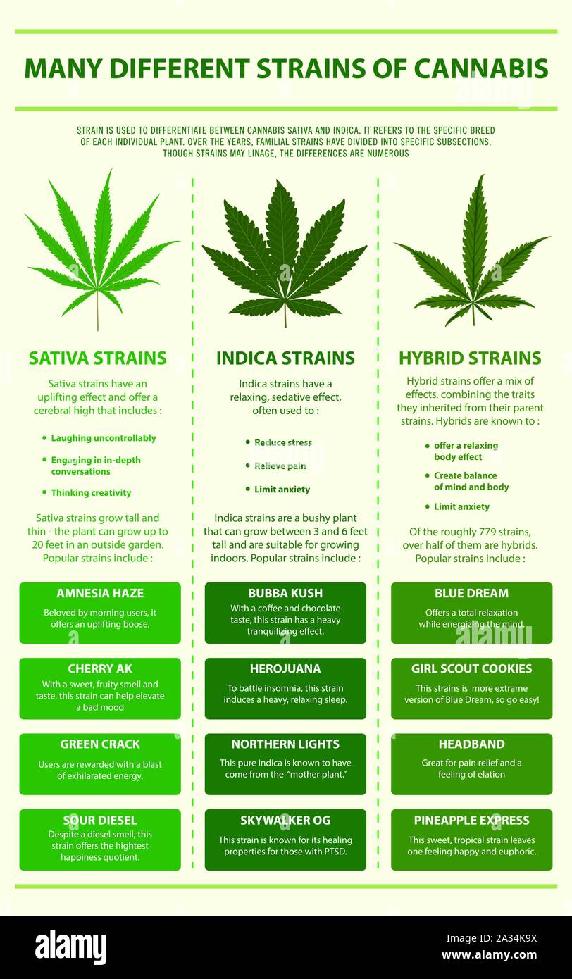 Molti ceppi differenti di Cannabis infografico verticale illustrazione sulla cannabis come medicina di erbe, la sanità e la scienza medica vettore. Illustrazione Vettoriale