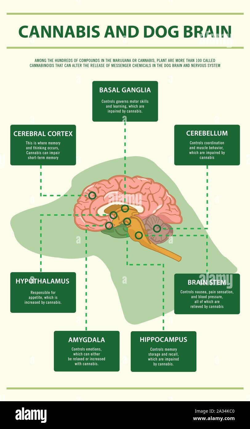 La Cannabis e il cervello del cane ed infografico verticale illustrazione circa la cannabis come alternativa a base di erbe della medicina, sanità e la scienza medica vettore. Illustrazione Vettoriale