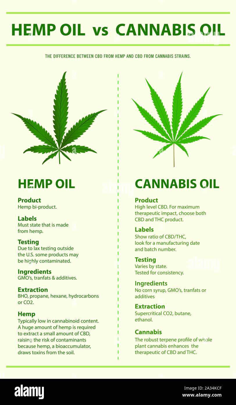 Olio di canapa vs olio di Cannabis infografico verticale illustrazione circa la cannabis come alternativa a base di erbe della medicina, sanità e la scienza medica vettore. Illustrazione Vettoriale