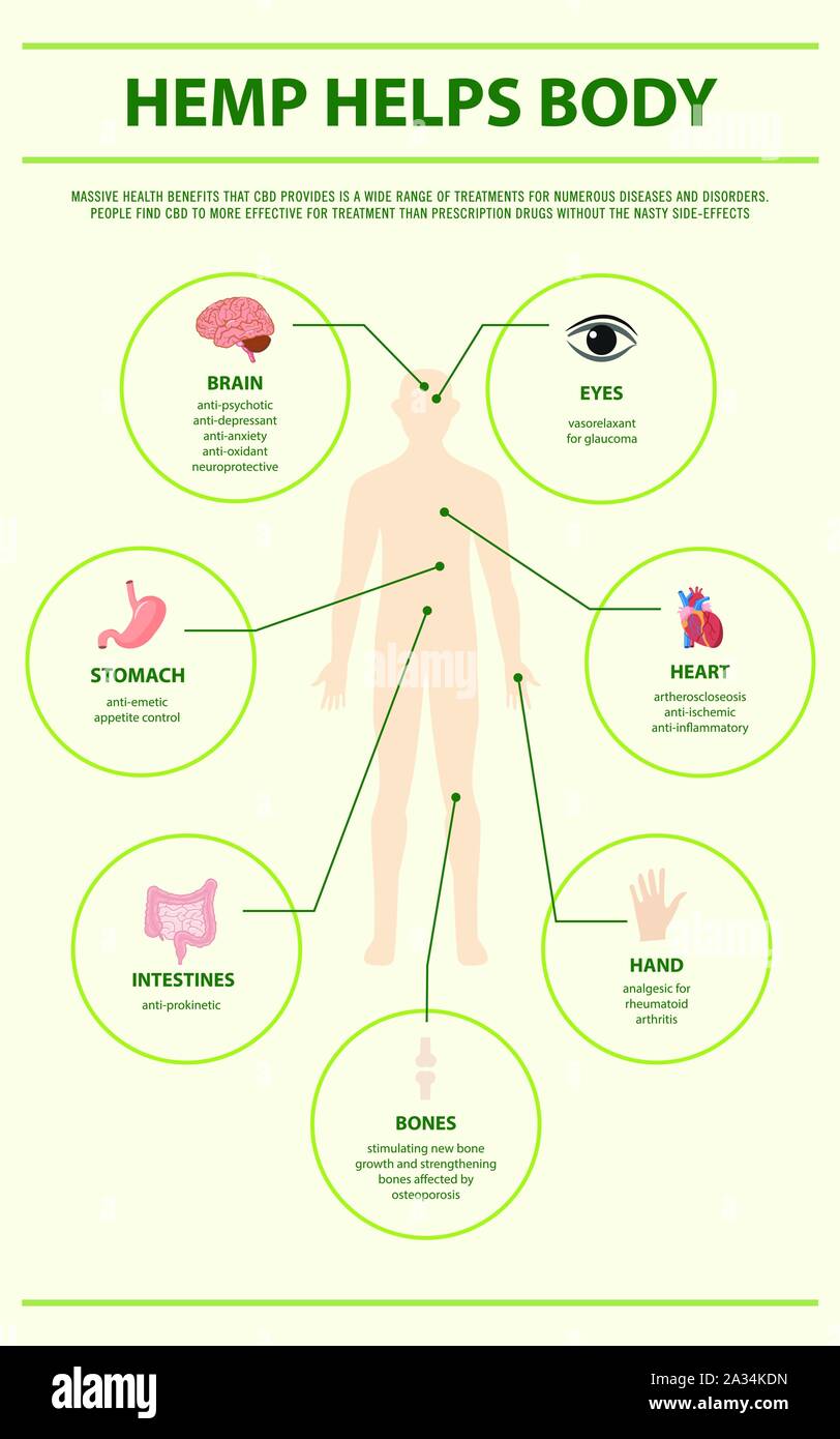 La canapa aiuta a corpo verticale una infografica illustrazione circa la cannabis come alternativa a base di erbe della medicina, sanità e la scienza medica vettore. Illustrazione Vettoriale