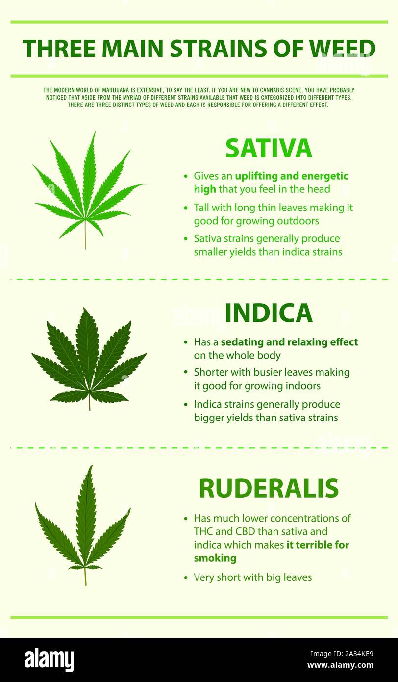 Tre principali ceppi di erbaccia infografico verticale illustrazione circa la cannabis come alternativa a base di erbe della medicina, sanità e la scienza medica vettore. Illustrazione Vettoriale