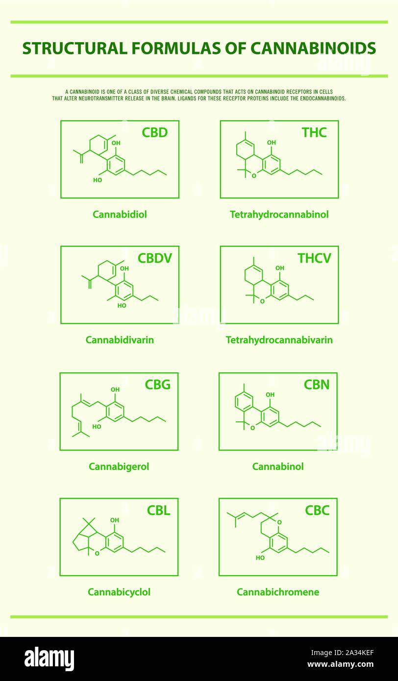 Le formule strutturali dei principali cannabinoidi naturali verticale illustrazione infografico sulla cannabis come medicina di erbe, la sanità e la scienza medica. Illustrazione Vettoriale