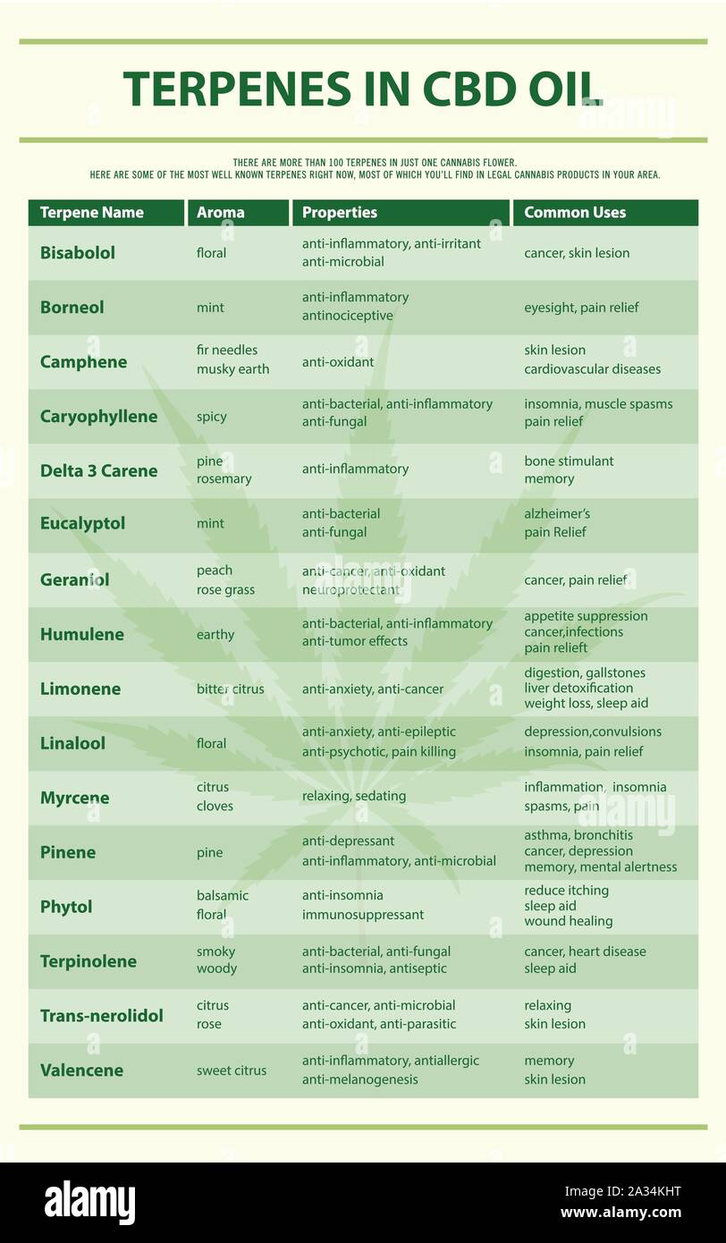 Terpeni in CBD olio infografico verticale illustrazione circa la cannabis come alternativa a base di erbe della medicina, sanità e la scienza medica vettore. Illustrazione Vettoriale