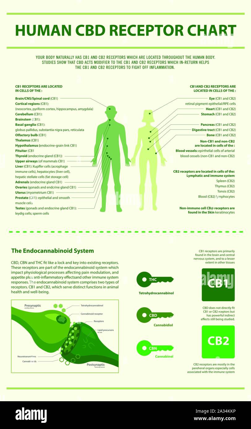 Umano del recettore di CBD Grafico infografico verticale illustrazione circa la cannabis come alternativa a base di erbe della medicina, sanità e la scienza medica vettore. Illustrazione Vettoriale