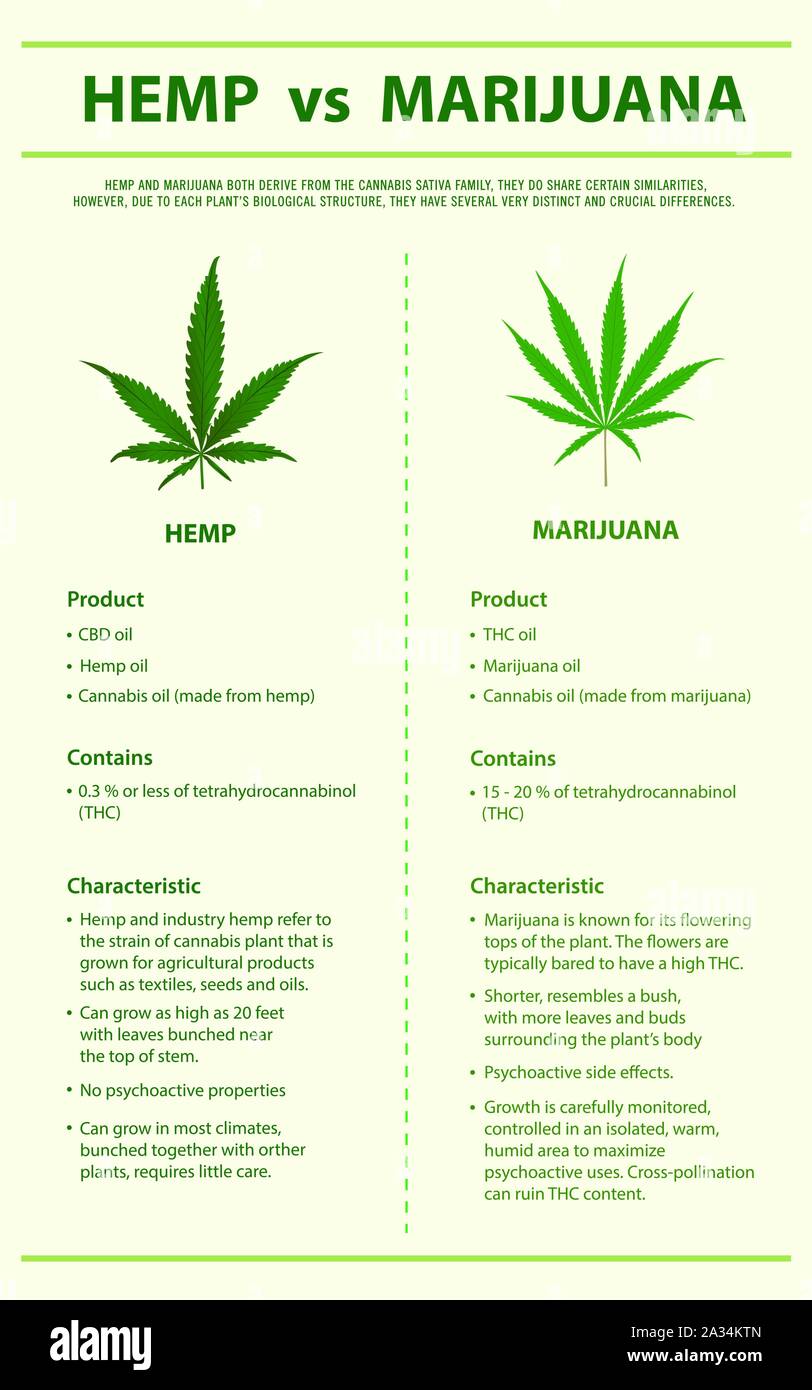 La canapa vs Marijuana ed infografico verticale illustrazione circa la cannabis come alternativa a base di erbe della medicina, sanità e la scienza medica vettore. Illustrazione Vettoriale