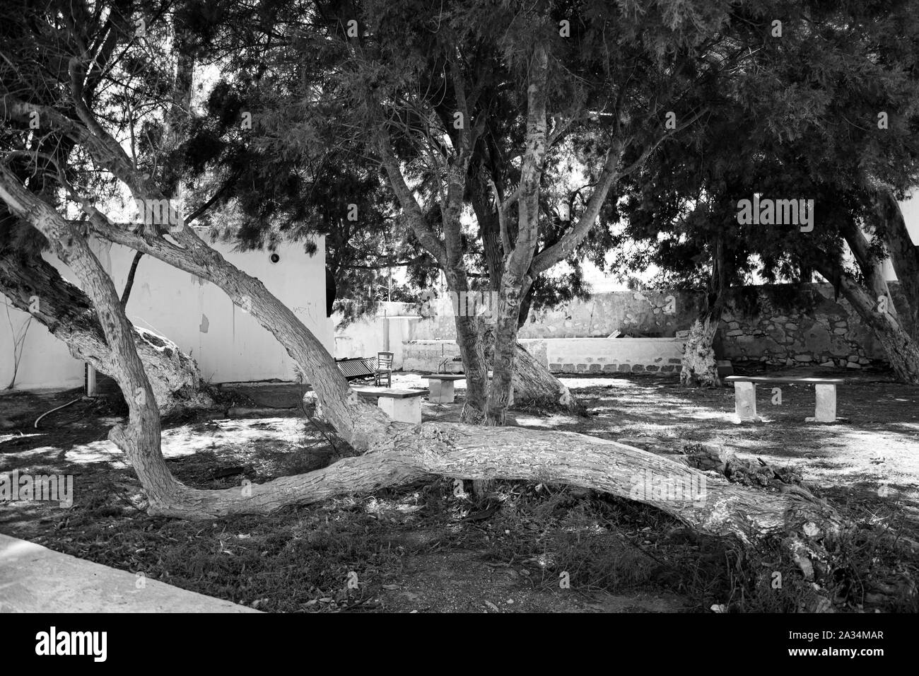 Una fotografia in bianco e nero di un tronco di albero in esecuzione piatta lungo il terreno Foto Stock