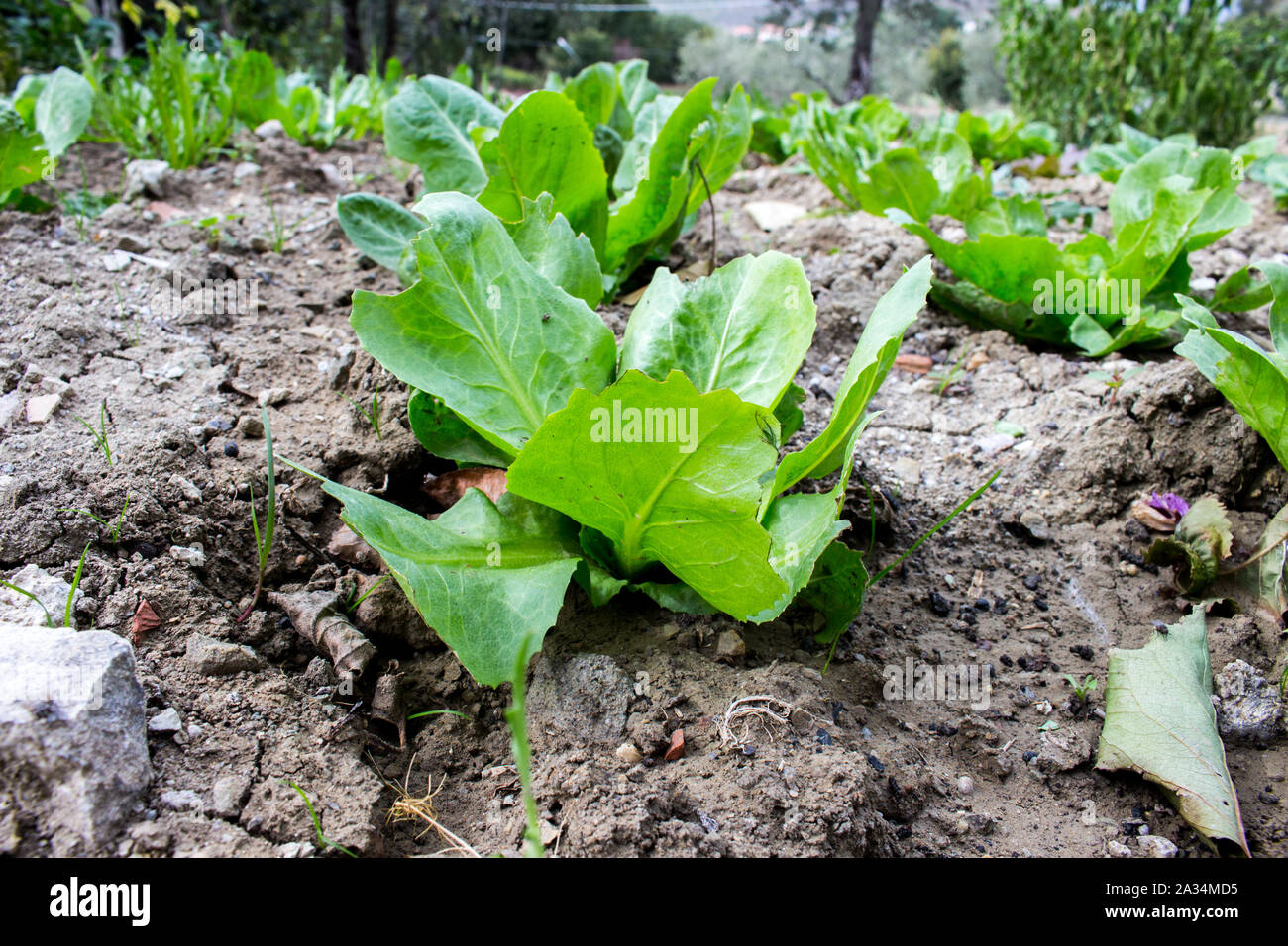 Agricoltura biologica, Lattuga Scarola e insalata piante cresciute naturalmente senza concimazione Foto Stock