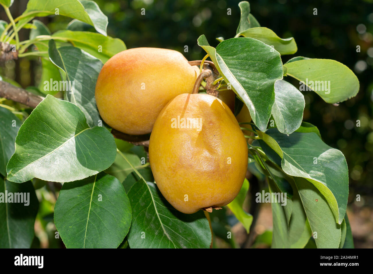 Pera frutto su albero di close-up con la malattia e rot. Giardino il concetto di protezione Foto Stock