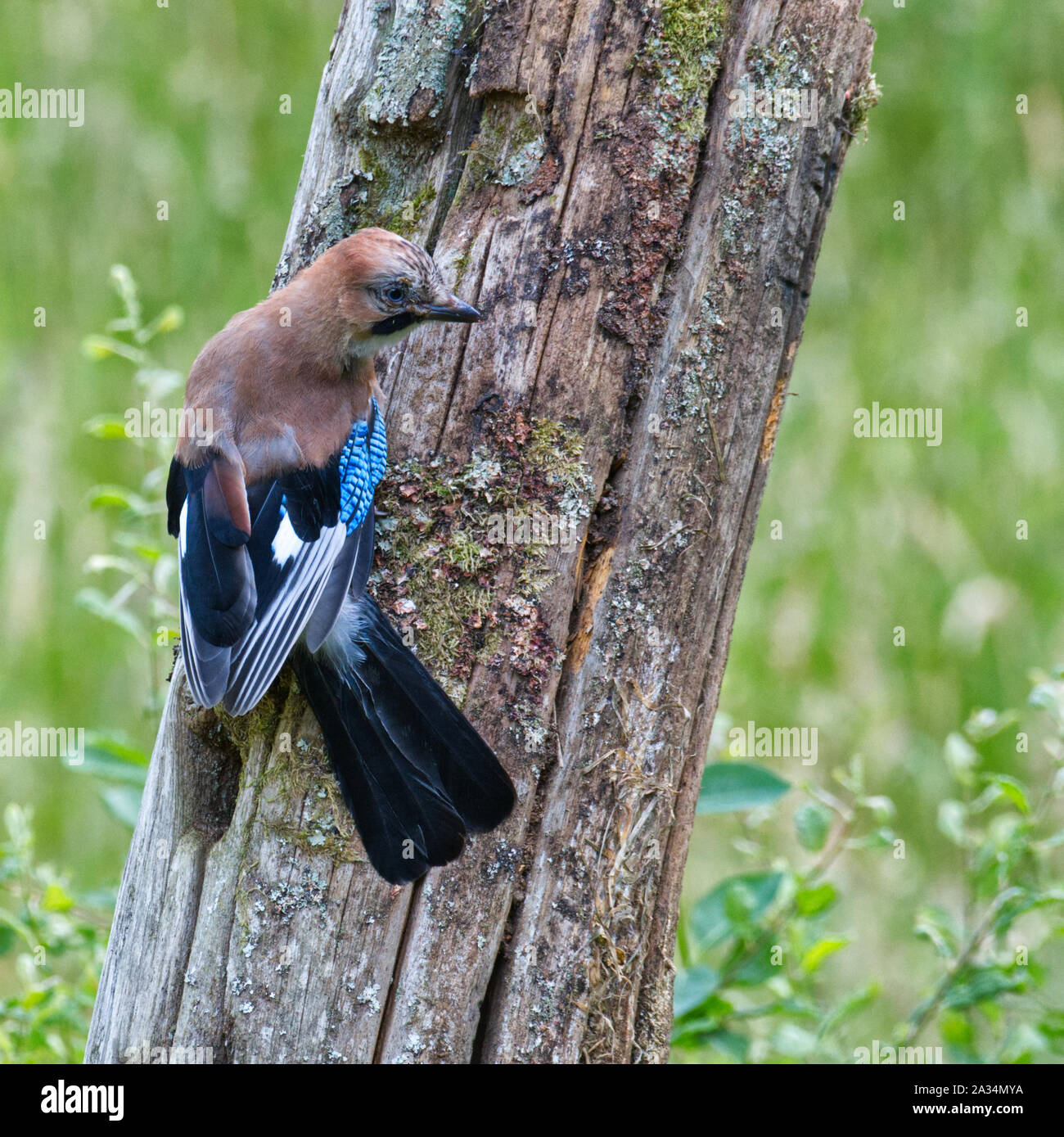 Ghiandaia Foto Stock