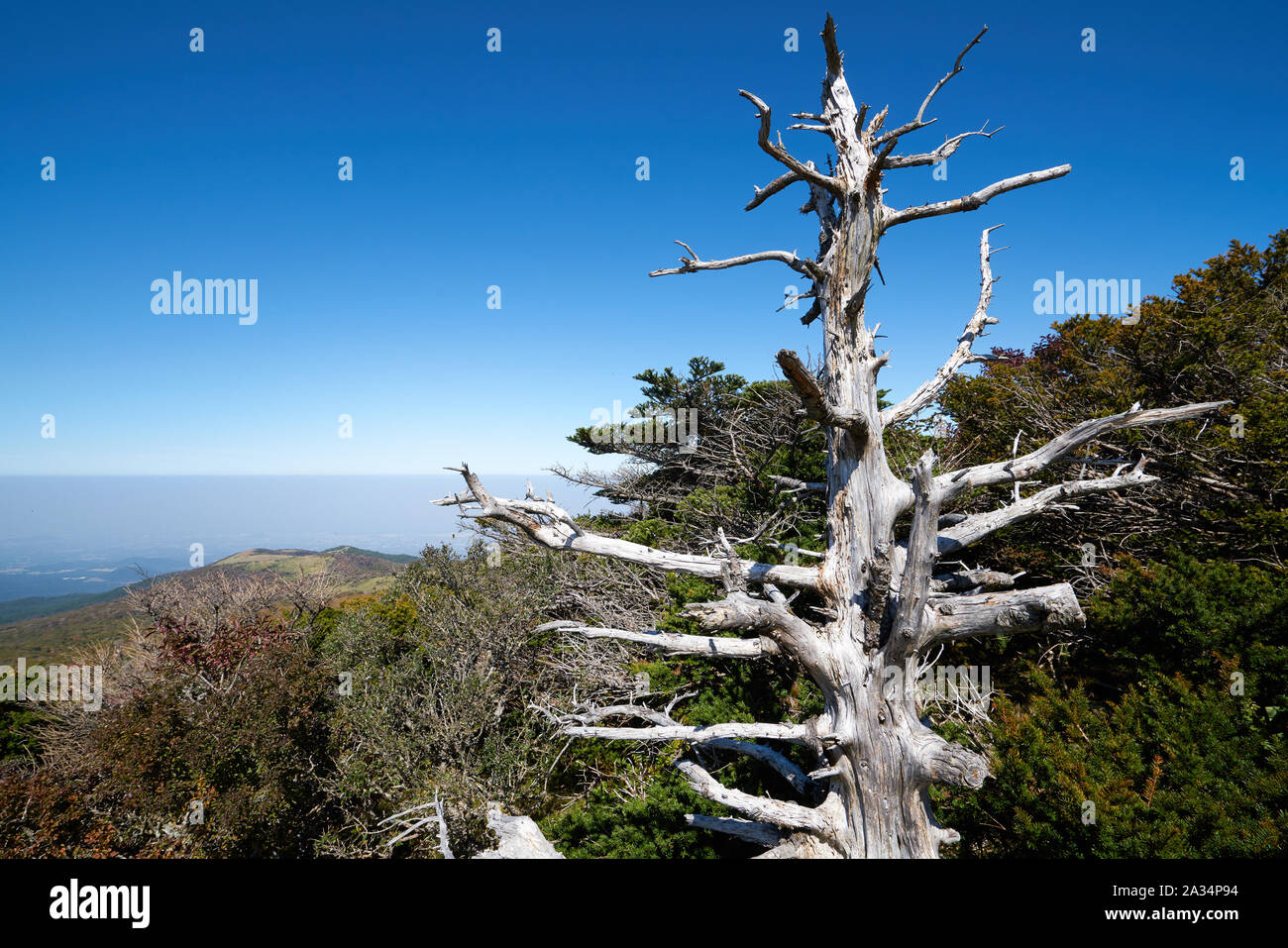 La via per il monte hallasan, Jeju Island, la Corea del Sud. Foto Stock