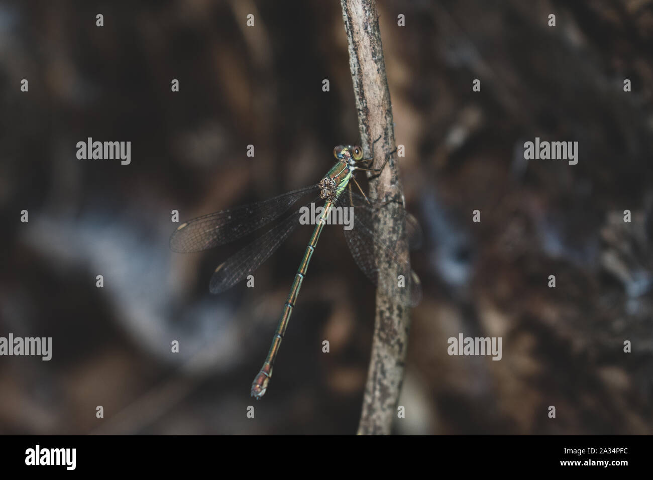 Western Willow Spreadwing (Chalcolests Viridis) appollaiate su un ramoscello Foto Stock