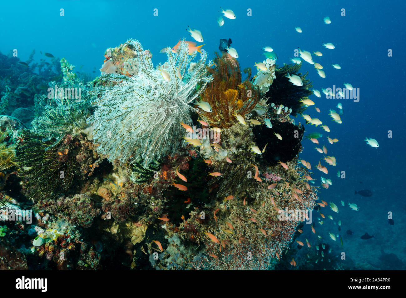 Reef scenic con anthiases, tubasterea coralli e crinoidi Sulawesi, Indonesia. Foto Stock