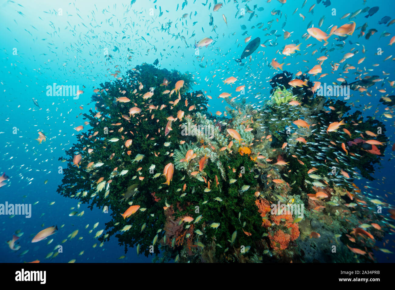 Reef scenic con anthiases, tubasterea coralli e crinoidi Sulawesi, Indonesia. Foto Stock