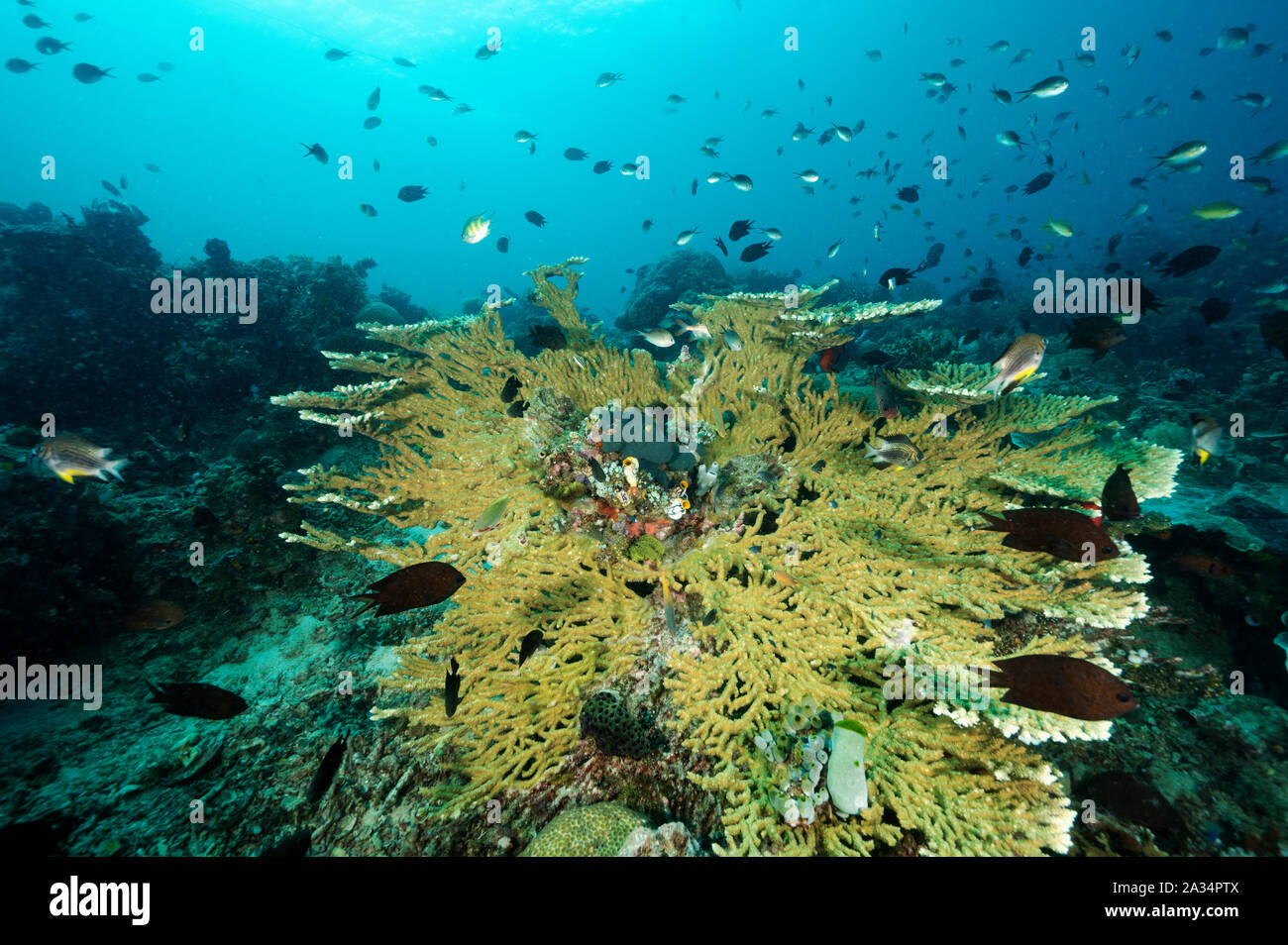 Reef scenic con Acropora corallo e Filippine, Chromis chromis scotochiloptera Sulawesi, Indonesia. Foto Stock