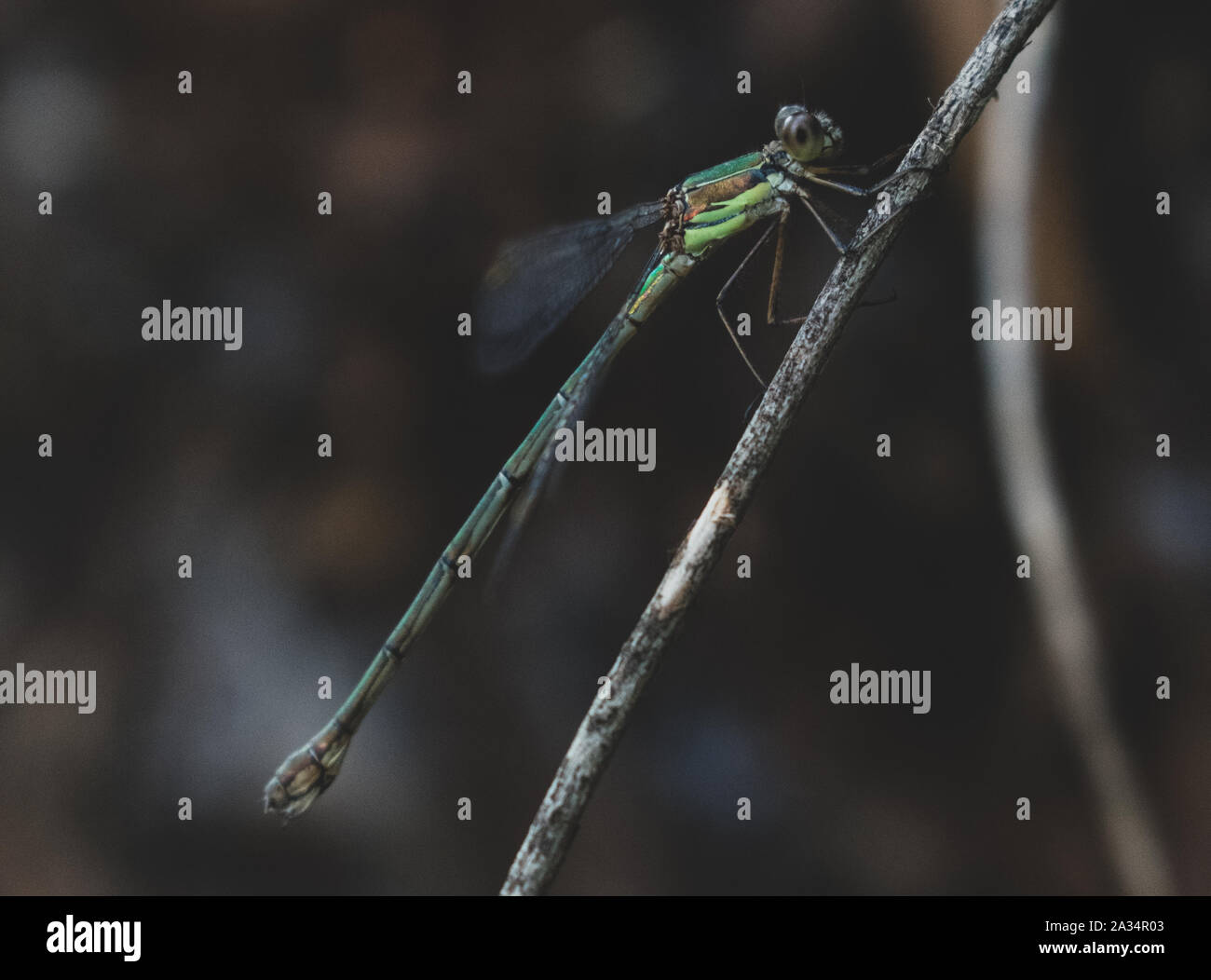 Western Willow Spreadwing (Chalcolests Viridis) appollaiate su un ramoscello Foto Stock