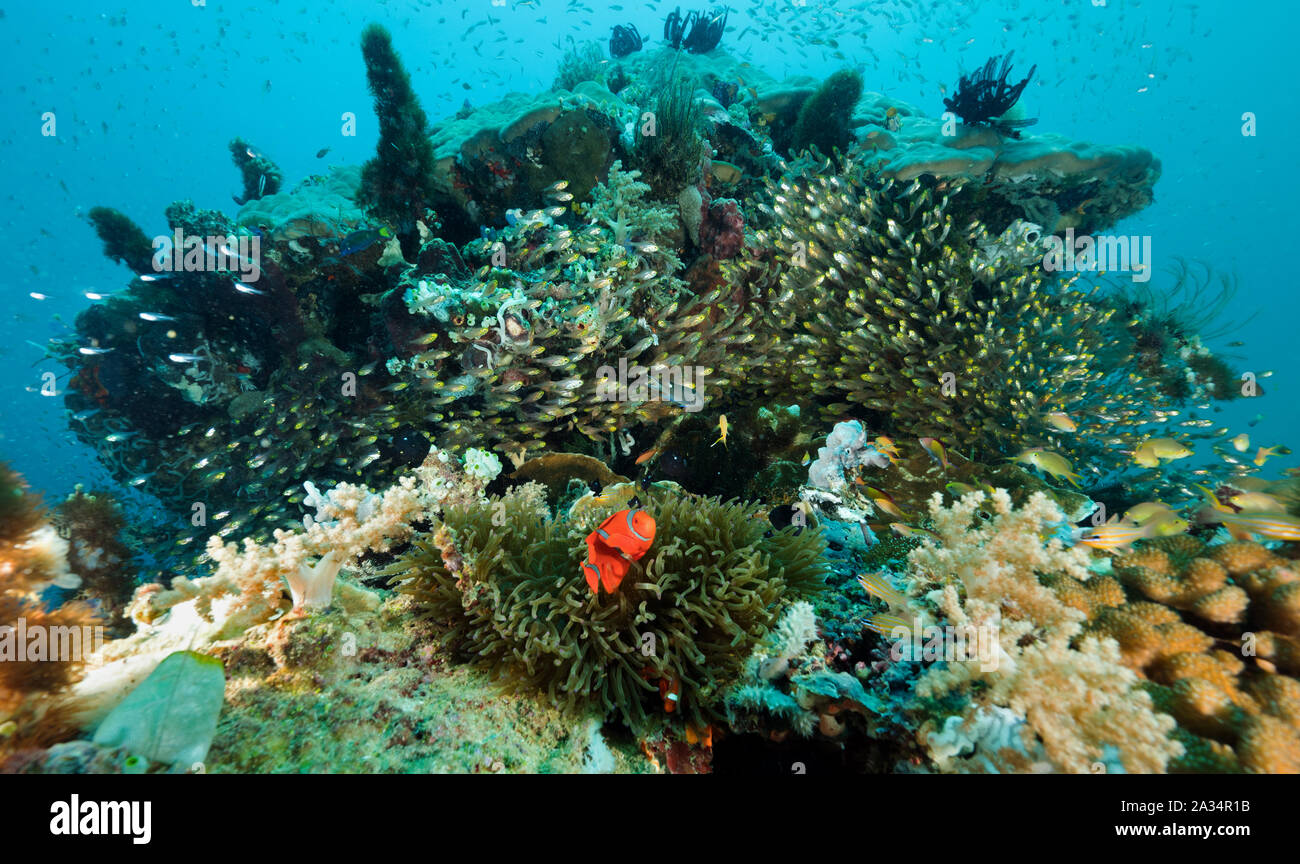 Reef scenic con spinecheek anemonefish, Premnas bieculatus, Isola di Bangka Sulawesi Indonesia. Foto Stock