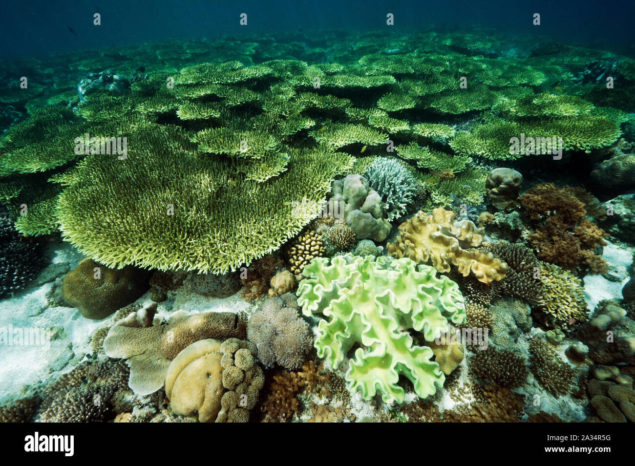 Campo incontaminate di coralli Acropora Isola di Bangka Sulawesi Indonesia. Foto Stock