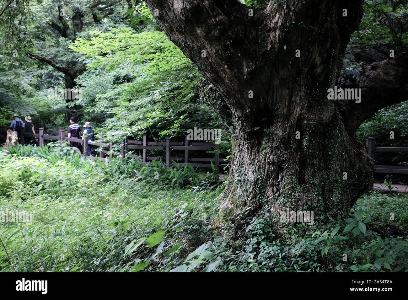 Bijarim foresta. La più grande singola specie della foresta nel mondo. Jeju, Corea. Foto Stock