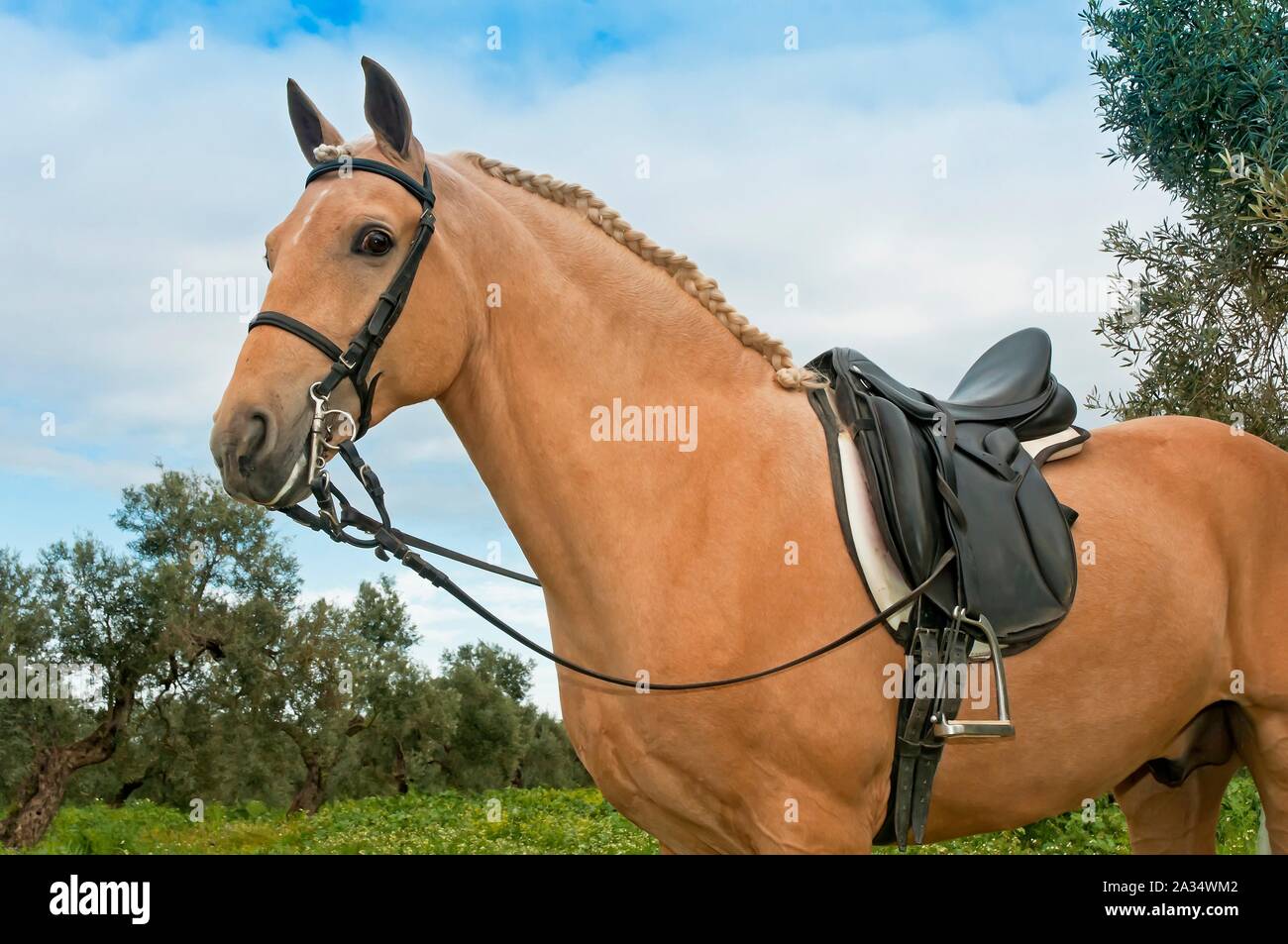 Centro Equestre " El Acebuche' - tan cavallo, Bollullos de la Mitacion, Siviglia-provincia, regione dell'Andalusia, Spagna, Europa. Foto Stock