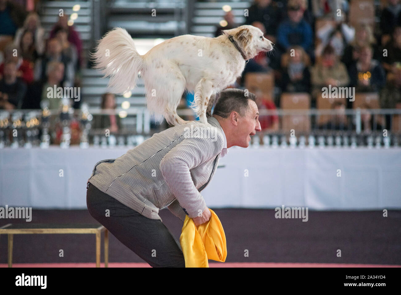 Rostock, Germania. 05 ott 2019. Una commedia dog show con Leonid Beljakov presso il pedigree internazionale mostra il cane in Rostock exhibition hall. Circa 2.000 pedigree cani da 250 diverse razze competere a Rostock equo per essere giudicato da giudici internazionali. Credito: Frank Hormann/dpa/Alamy Live News Foto Stock